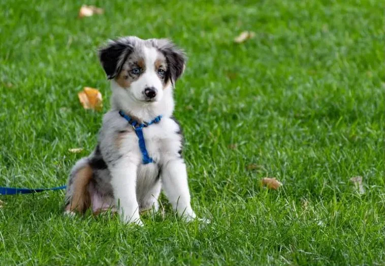 can i take my puppy outside after first vaccination
